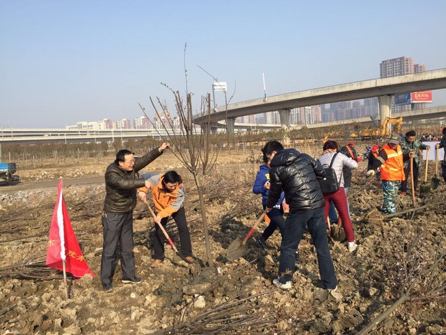 我院職工積極參加 “義務(wù)植樹”公益活動(圖1)