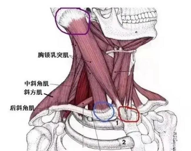 圖片4 (復(fù)制).jpg